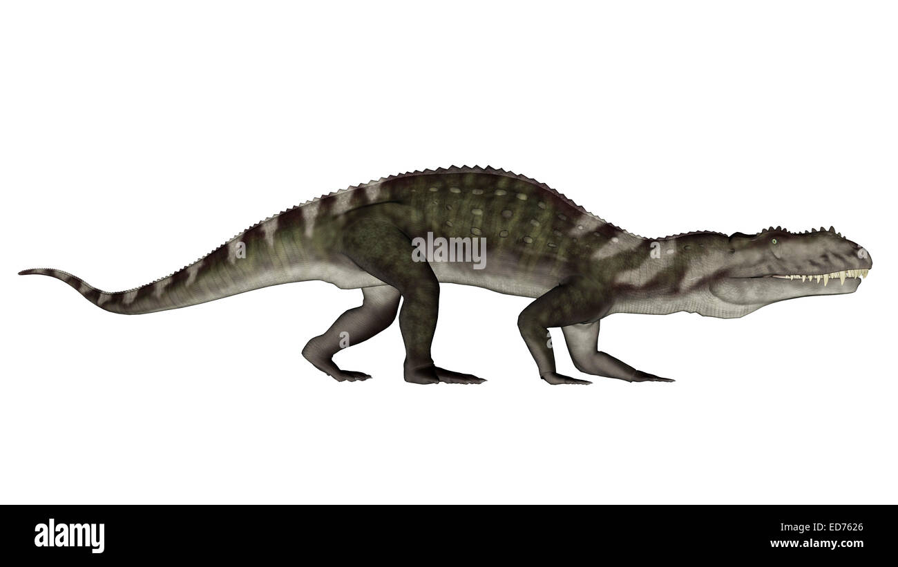 Prestosuchus dinosaur, white background. Stock Photo