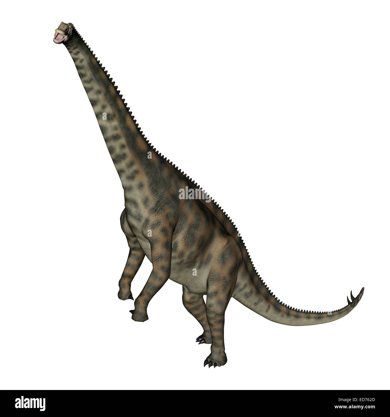 Spinophorosaurus dinosaur standing up, white background. Stock Photo