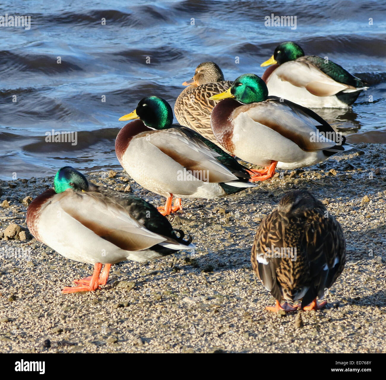 Mallard ducks (Anas platyrhynchos) standing in late afternoon sunlight by a lake. Stock Photo