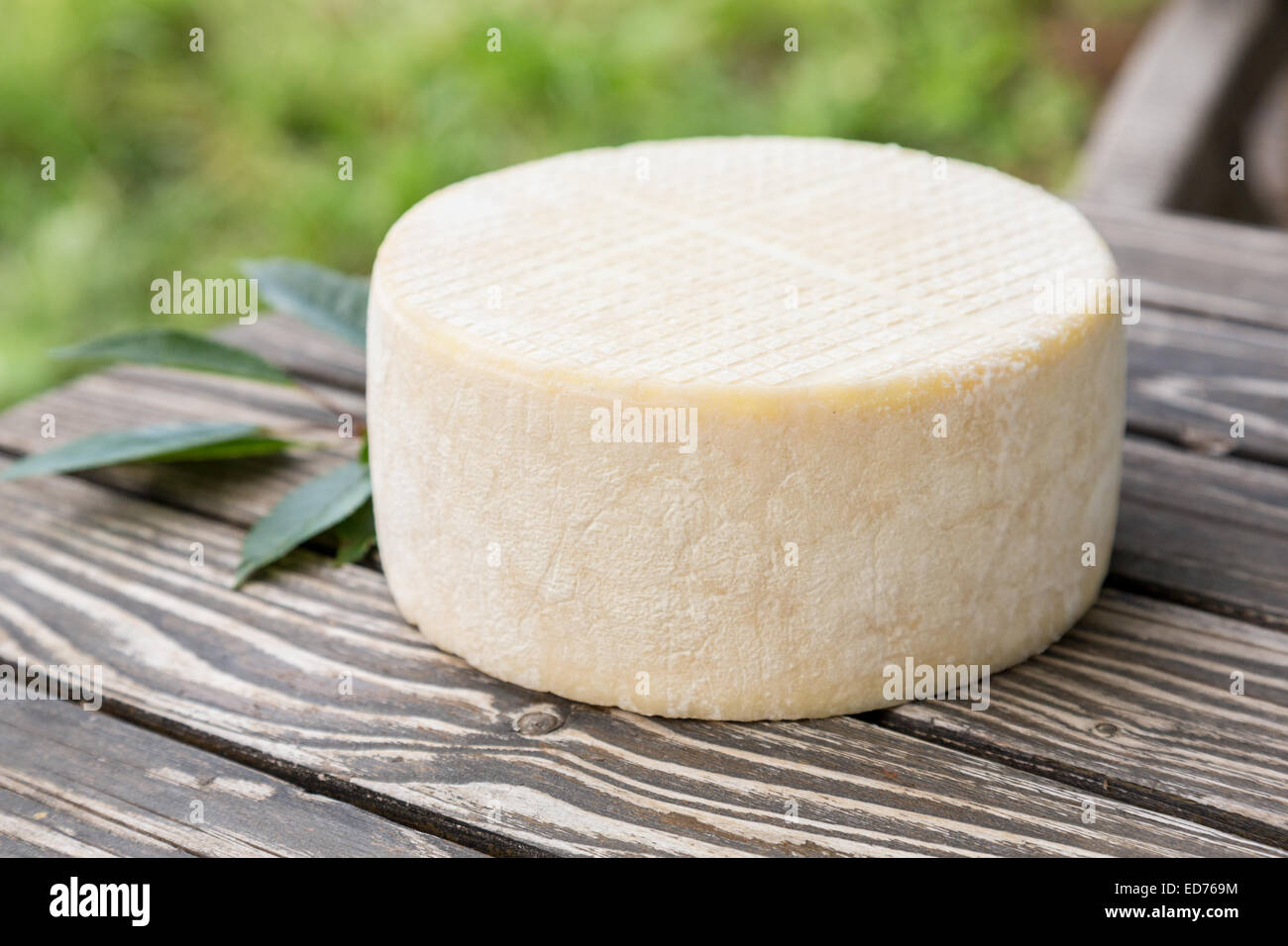 Big head of goat cheese lying on a wooden table boards Stock Photo