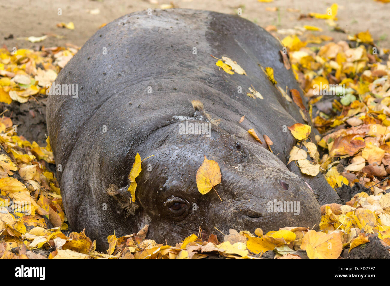close up of resting pygmy hippopotamus Stock Photo