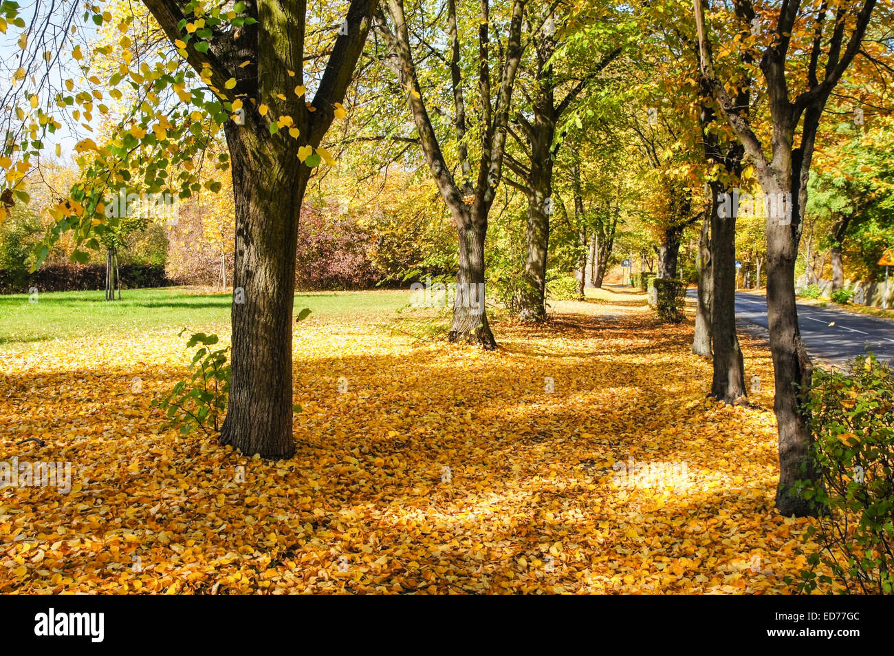 Colorful foliage in the autumnal park Stock Photo