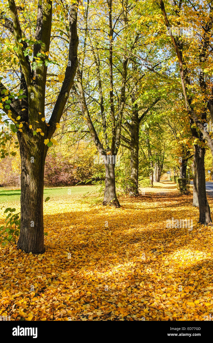 Colorful foliage in the autumnal park Stock Photo