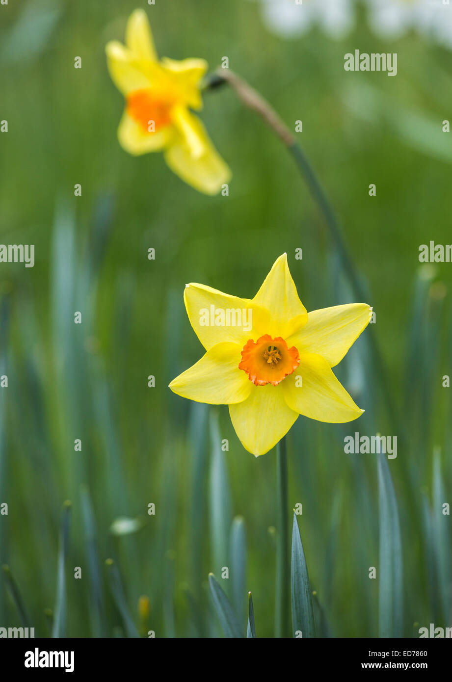 Narcissus 'Scarlet Elegance', yellow petals, large cupped orange corona, at RHS Gardens, Wisley, Surrey, UK in springtime Stock Photo