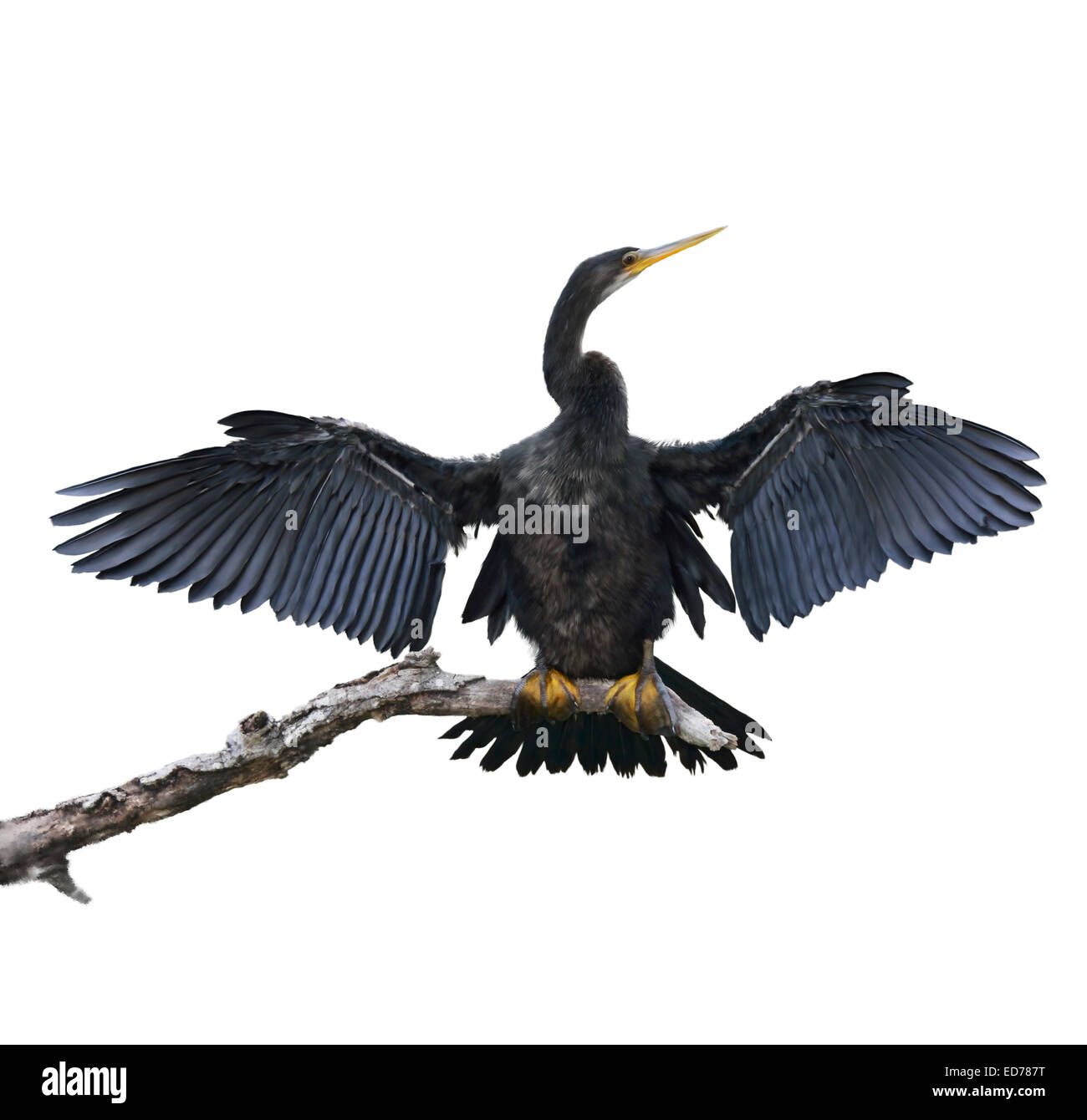 Digital Painting Of Anhinga Bird Perching Stock Photo