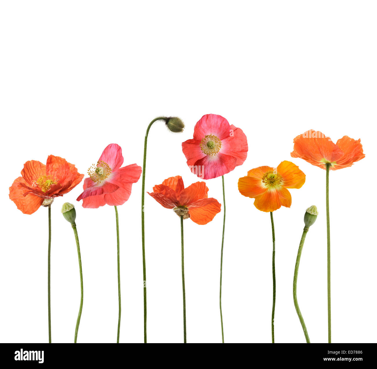 Red Poppy Flowers Isolated On White Background Stock Photo - Alamy