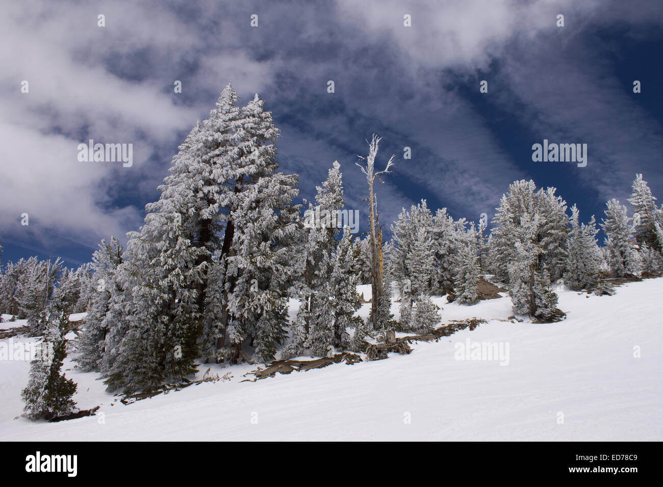 Winter snow covered trees, Mammoth Mountain, California. Stock Photo