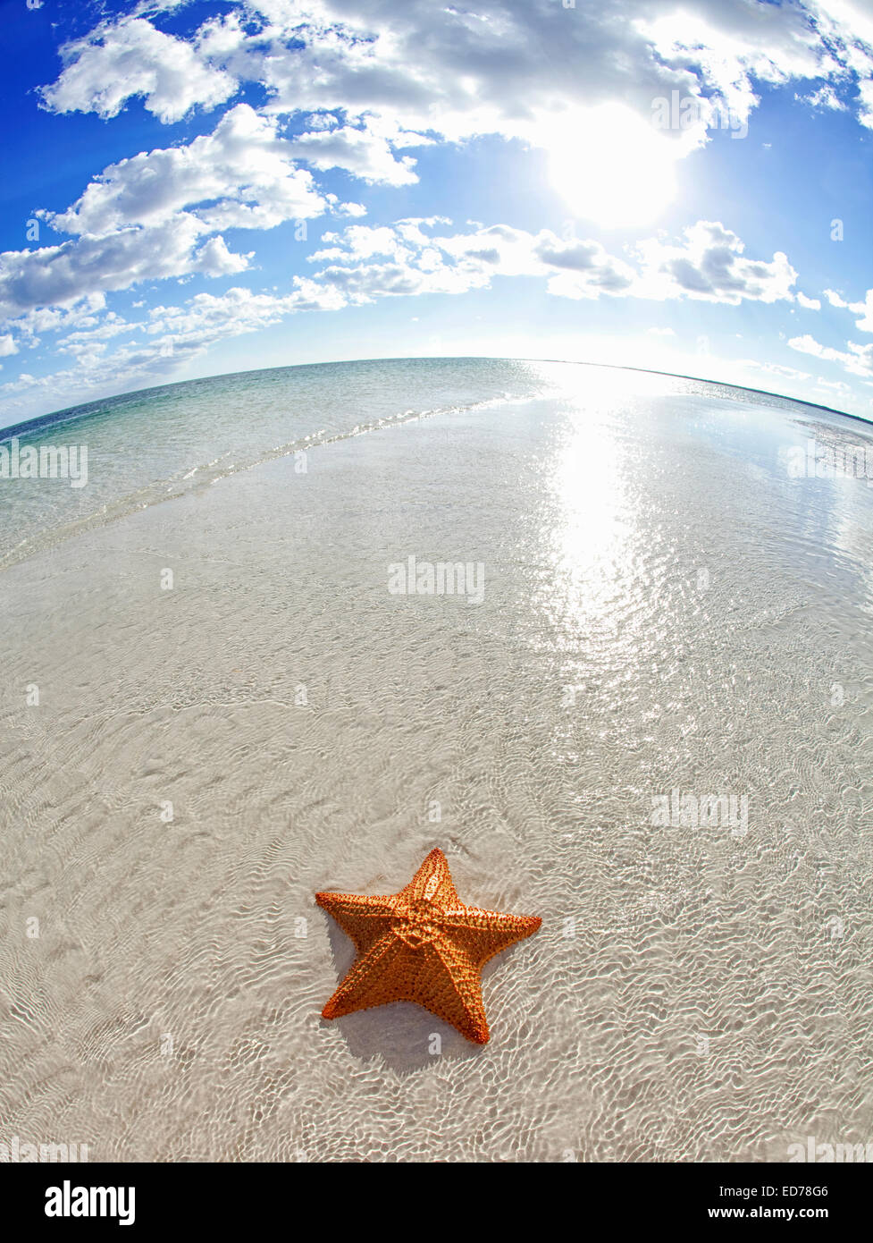 starfish on tropical beach Stock Photo