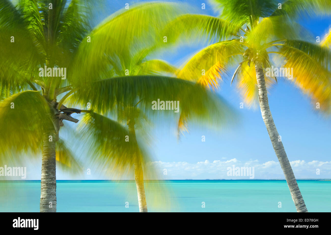 Palm trees on tropical beach in Abaco, Bahamas Stock Photo