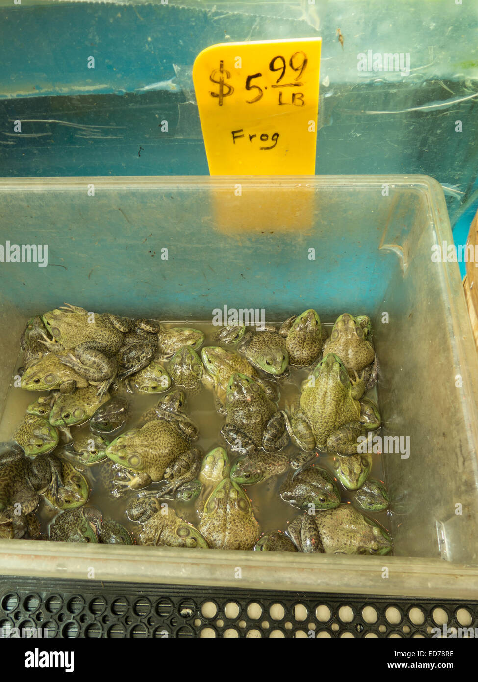 Seafood department in Asian market in Albany, New York sells live frogs by the pound. Stock Photo
