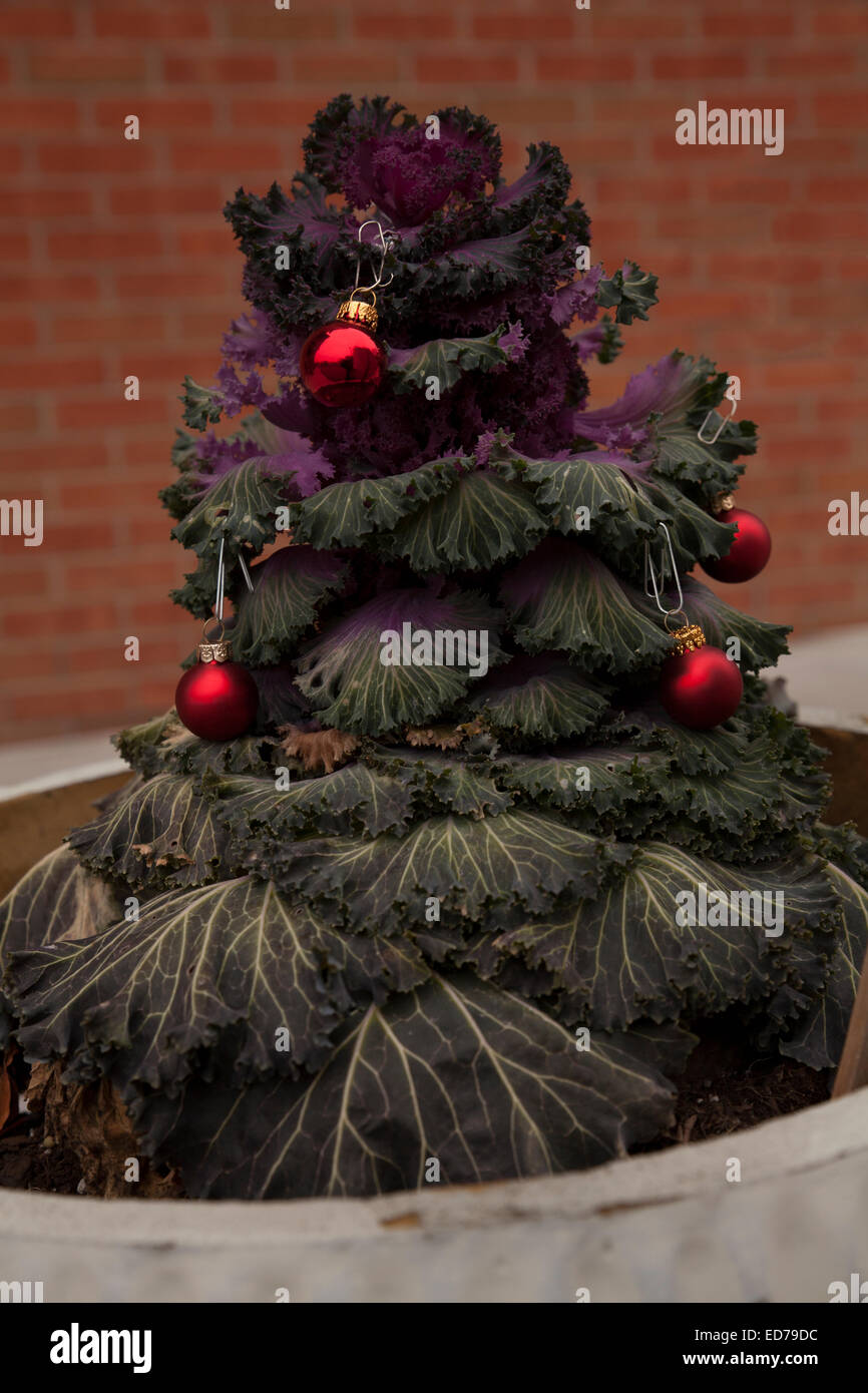 Someone cleverly disguises a kale plant as a Christmas tree. Stock Photo