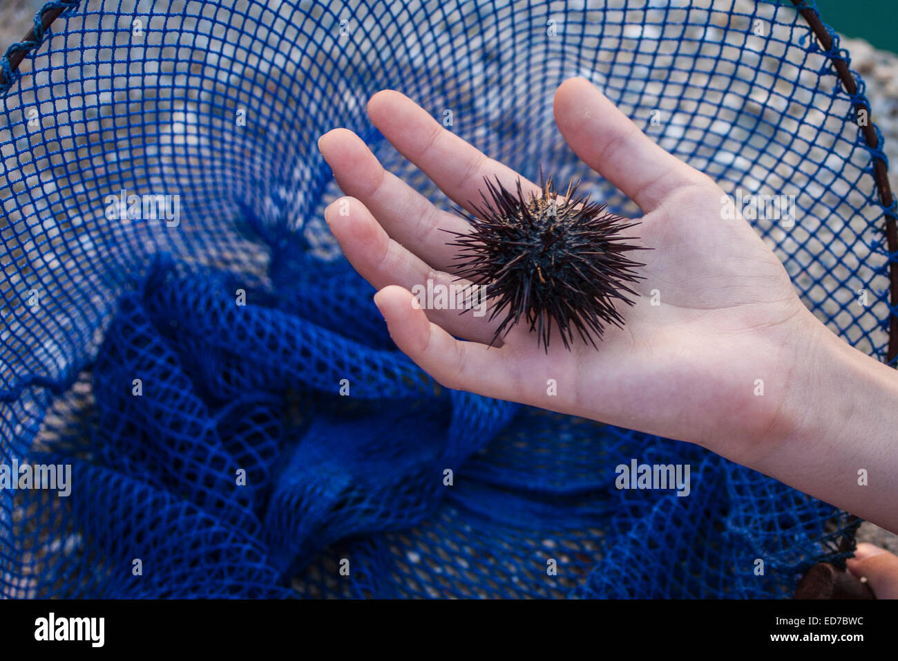 A child holds a sea urchin, Echinoidea. Astros, Arcadia, Peloponnese, Greece Stock Photo