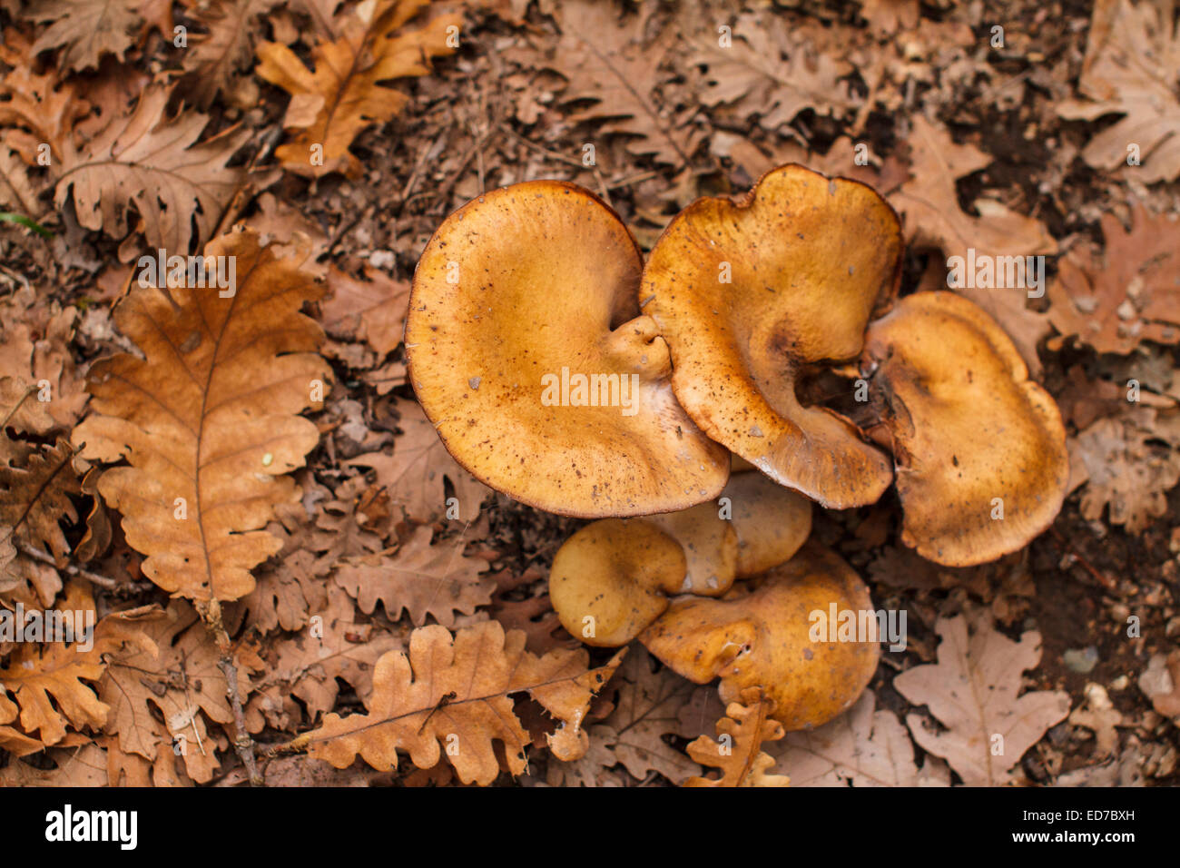 Mushroom at Foloi oak forest. Eleia, Peloponnese, Greece Stock Photo