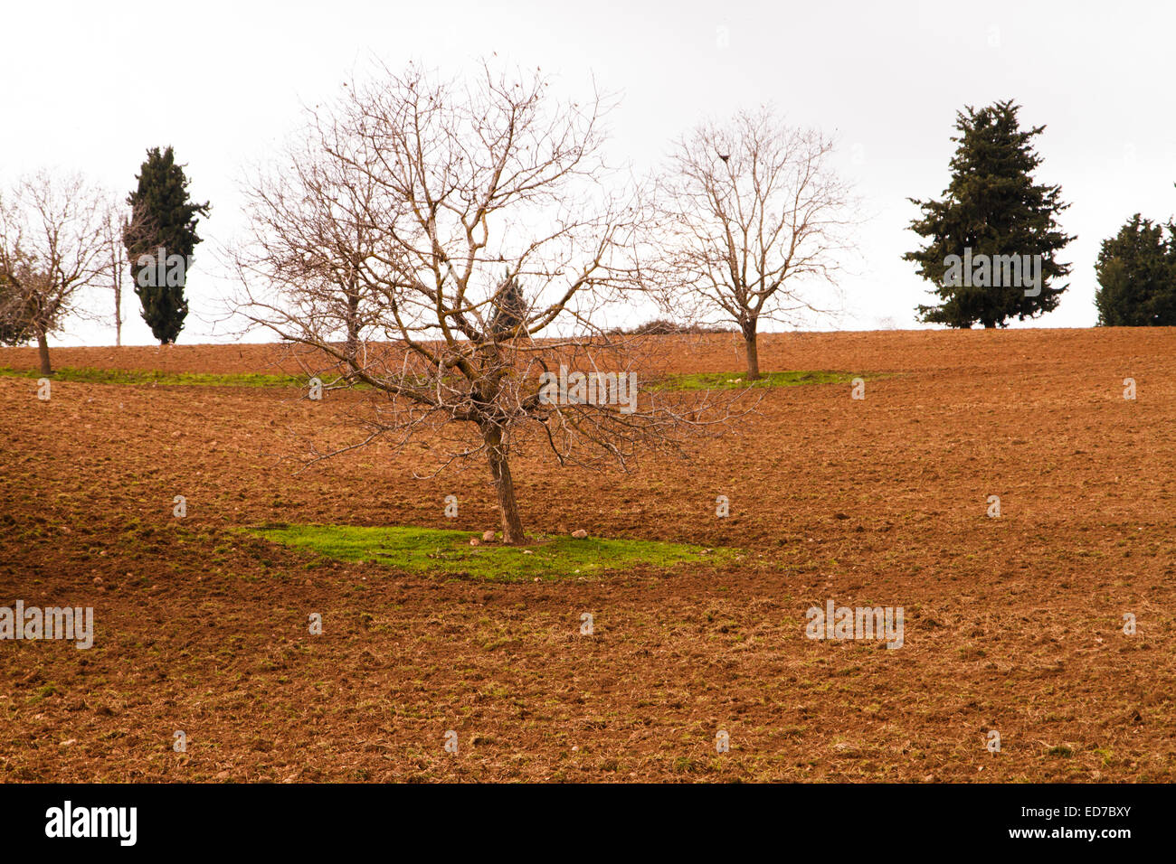 A field in Foloi oak forest. Heleia, Peloponnese, Greece Stock Photo