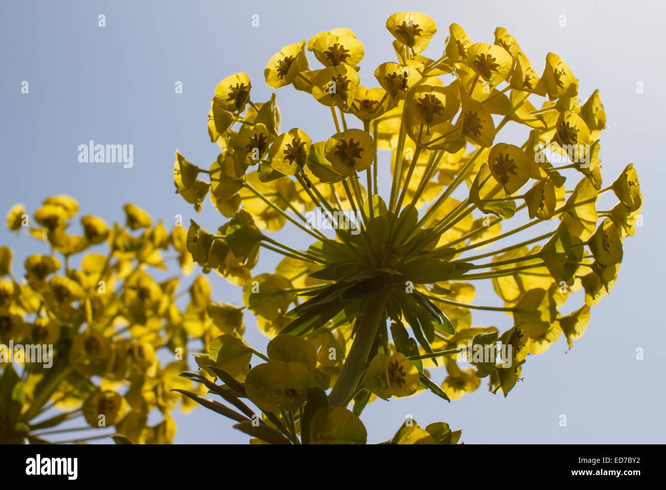 Euphorbia characias in Laggada village. Messenia, Peloponnese, Greece Stock Photo