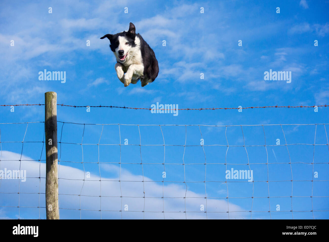 Border collie sheepdog jumping a livestock fence, UK Stock Photo