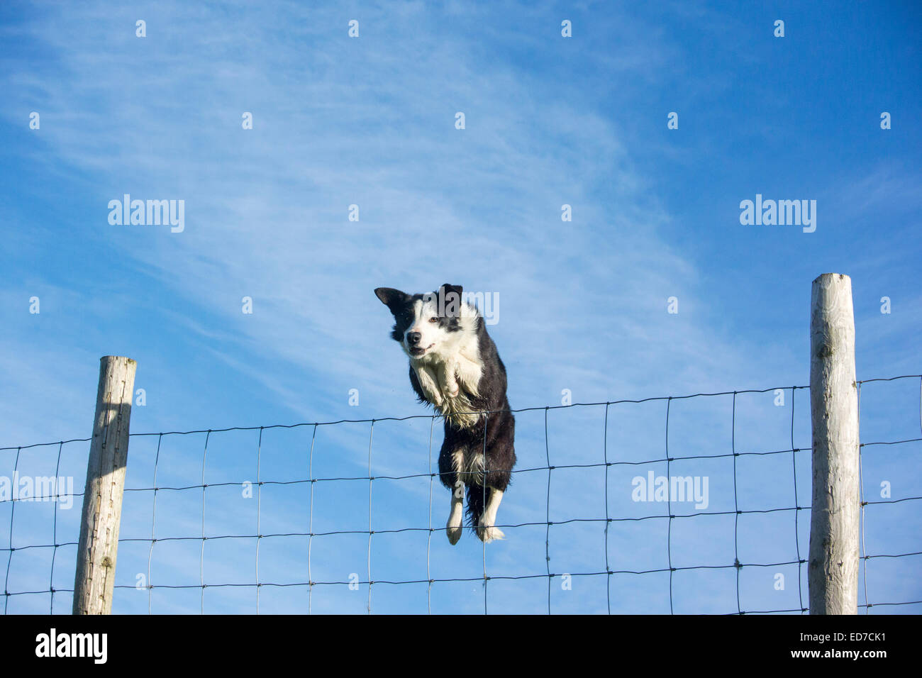 Image result for Sheepdog jumping a fence