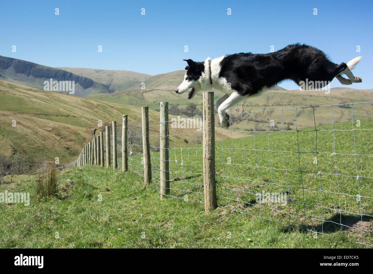 Are Border Collies Fence Jumpers