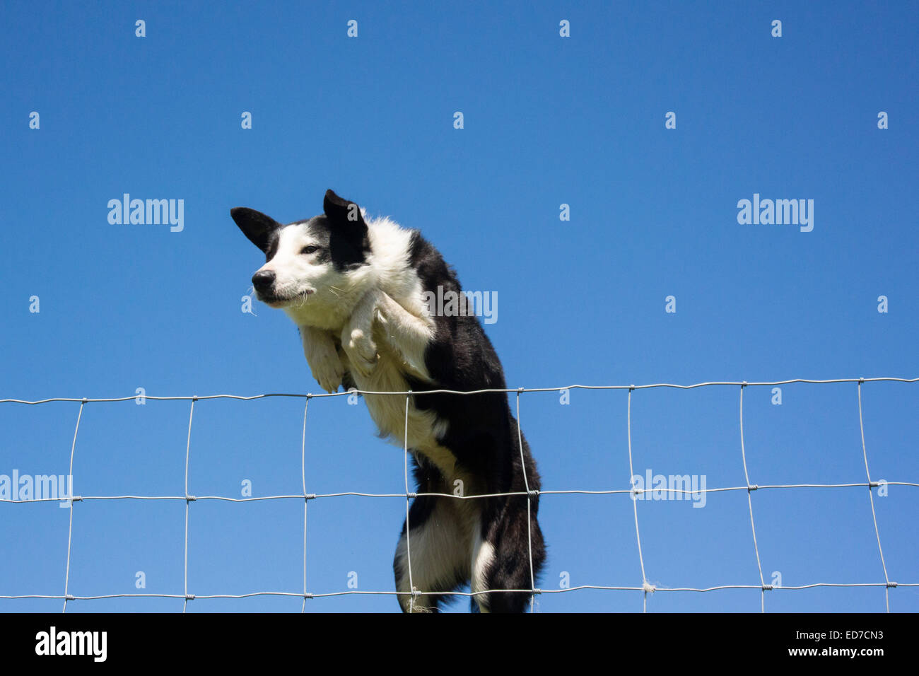 Jumping Border Fence High Resolution Stock Photography and Images Alamy
