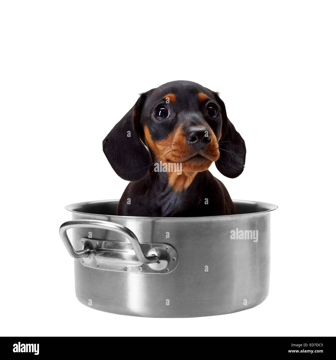 Dachshund puppy sitting inside a saucepan Stock Photo