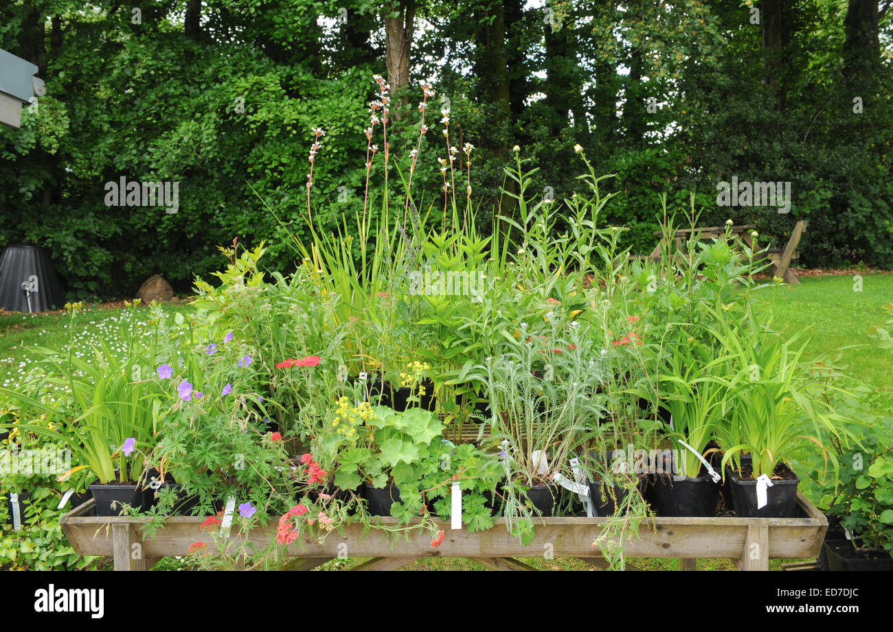 Mixed plants on display in a Trug at castle Drogo in Devon, England, UK Stock Photo