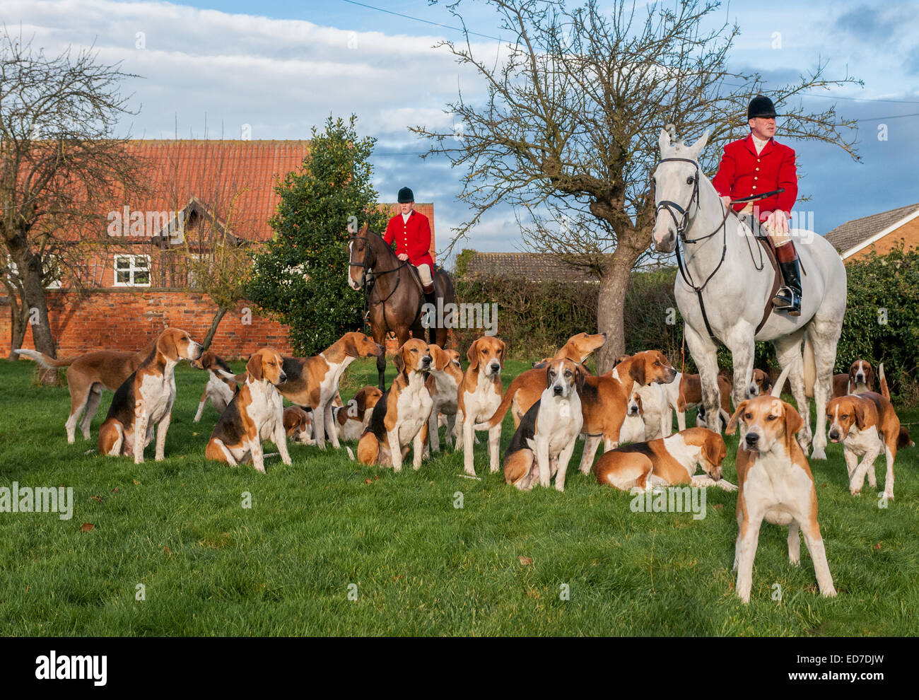 The Belvoir Hunt, a fox hound pack, meeting for the Christmas meet at Westby near Grantham Lincolnshire 23 Dec 2014 Stock Photo