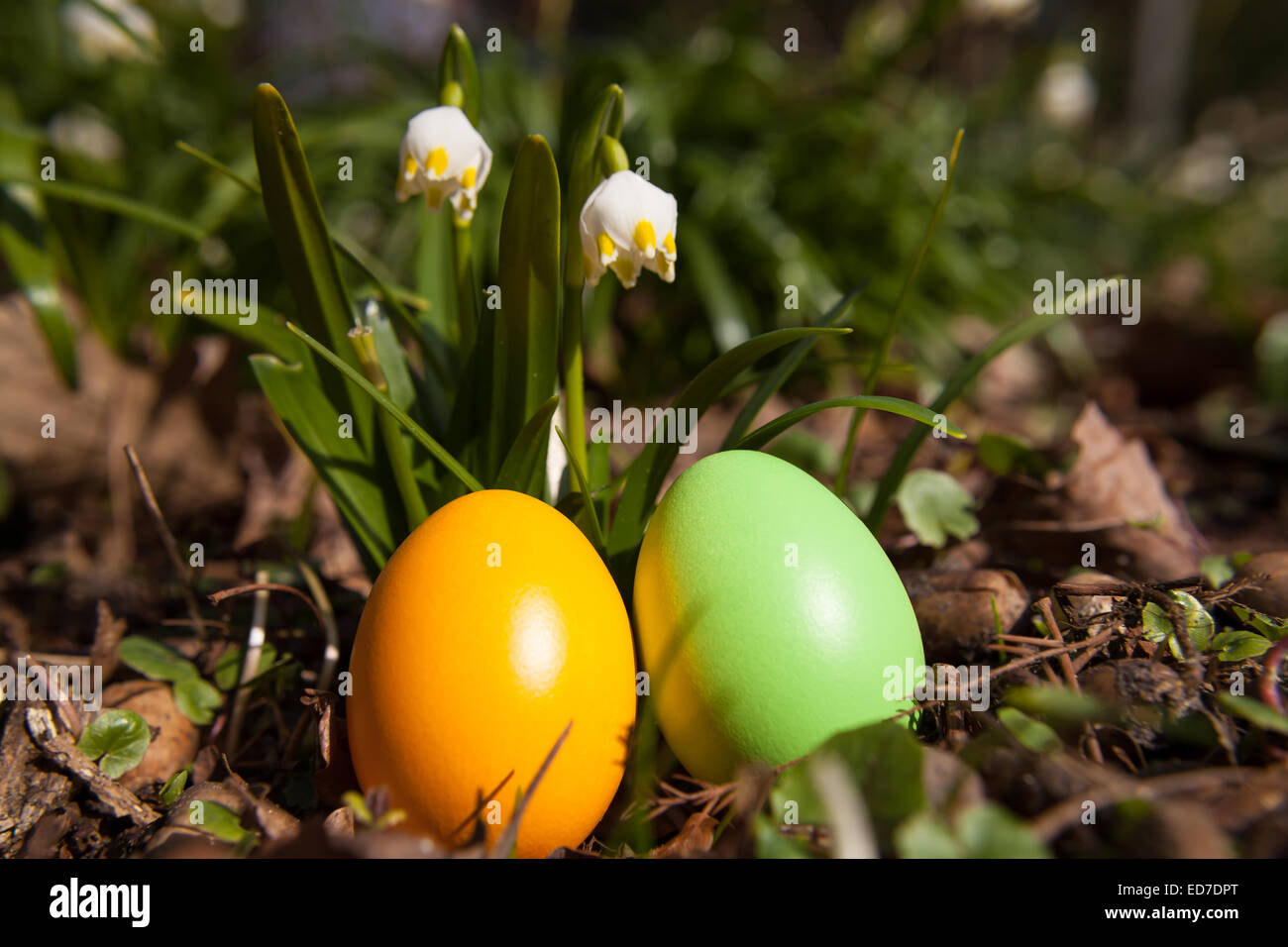 green and orange easter eggs Stock Photo
