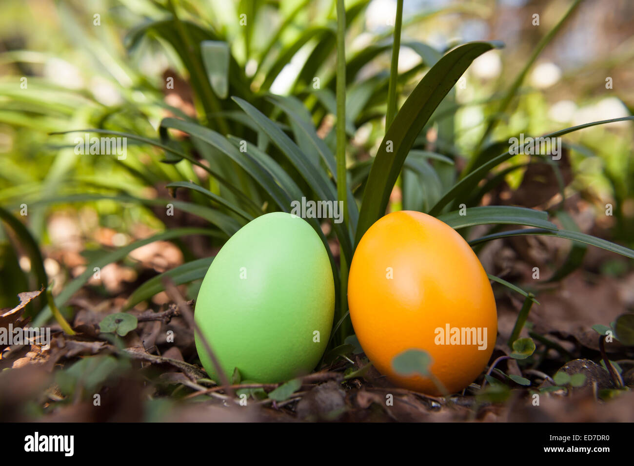easter eggs on a meadow Stock Photo