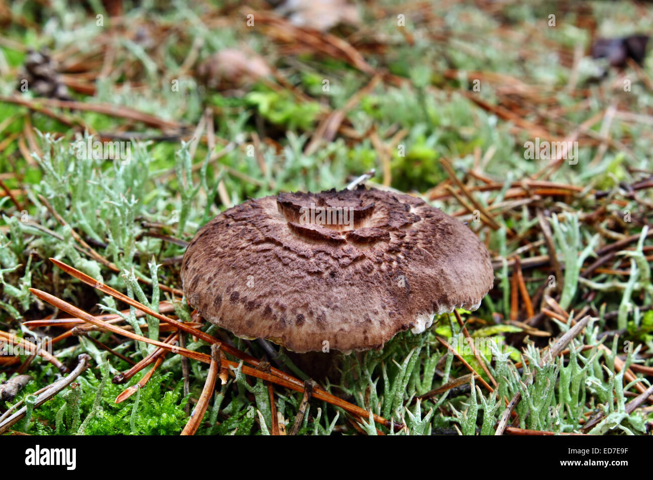 Brown mushrooms sarcodon growing in the forest Stock Photo