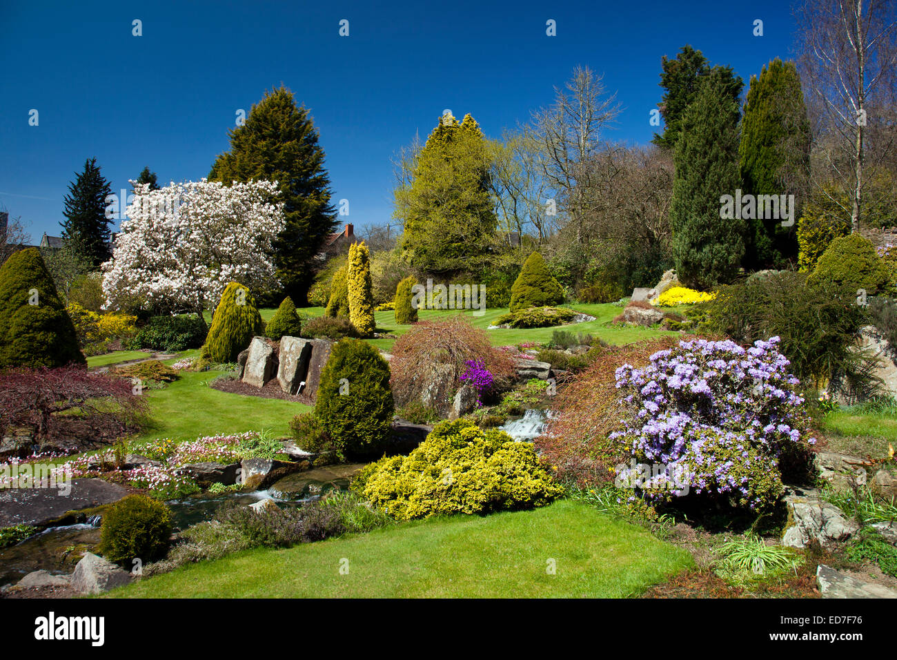 A magnolia tree in full bloom at Kilver Court Gardens in springtime ...