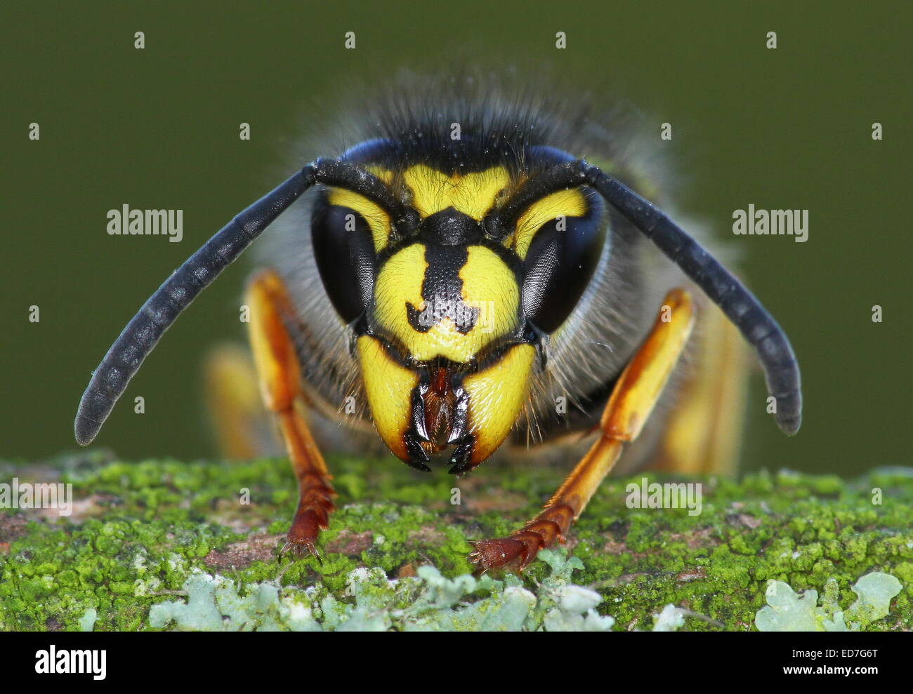 Common Wasp Stock Photo