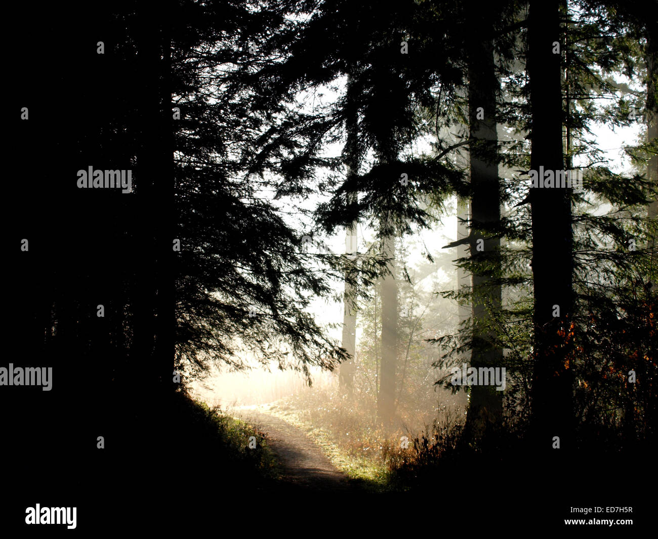 Sun rays through trees hi-res stock photography and images - Alamy