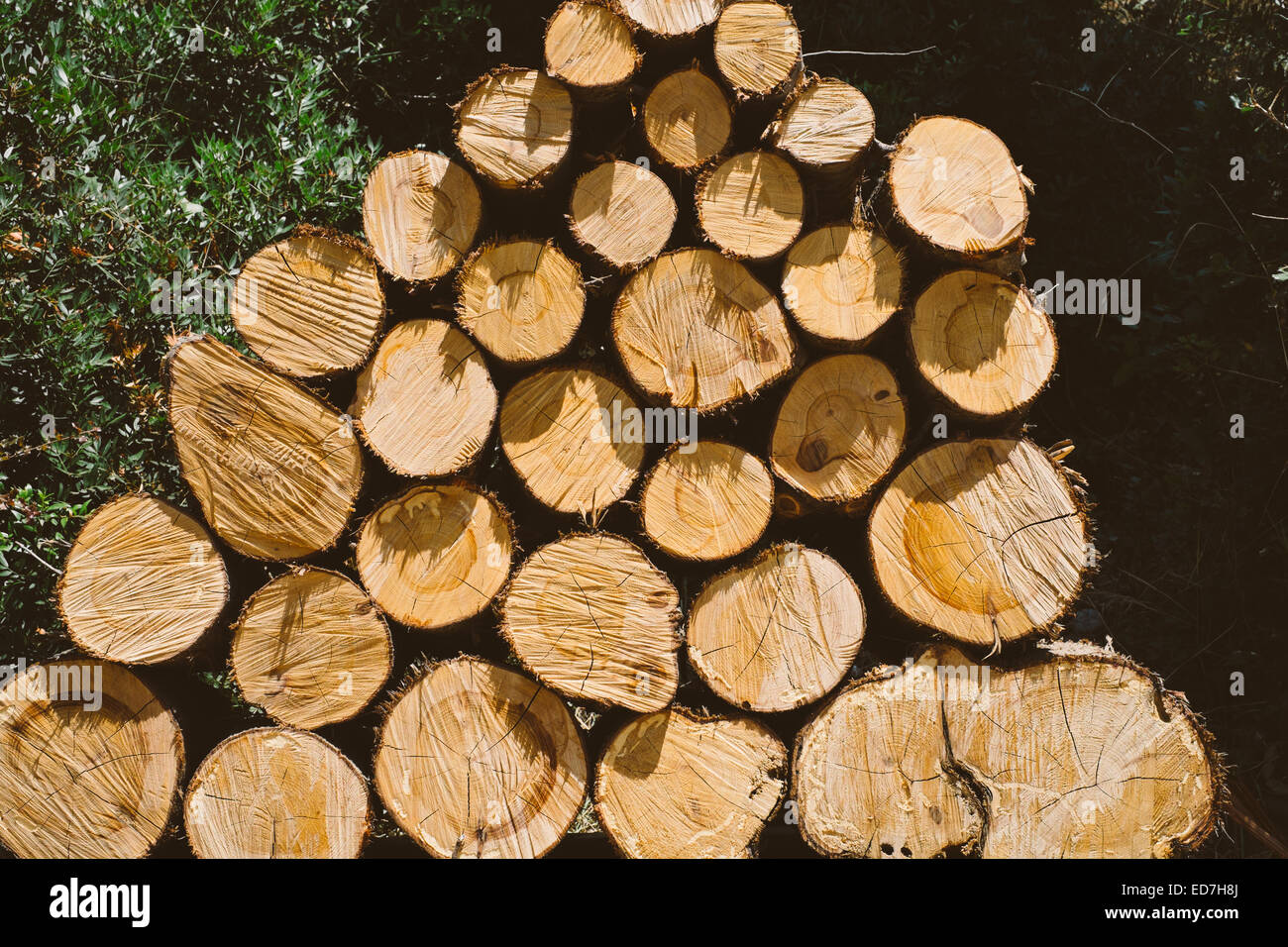 newly cut firewood logs stacked - seasoning outdoors in the sun Stock Photo