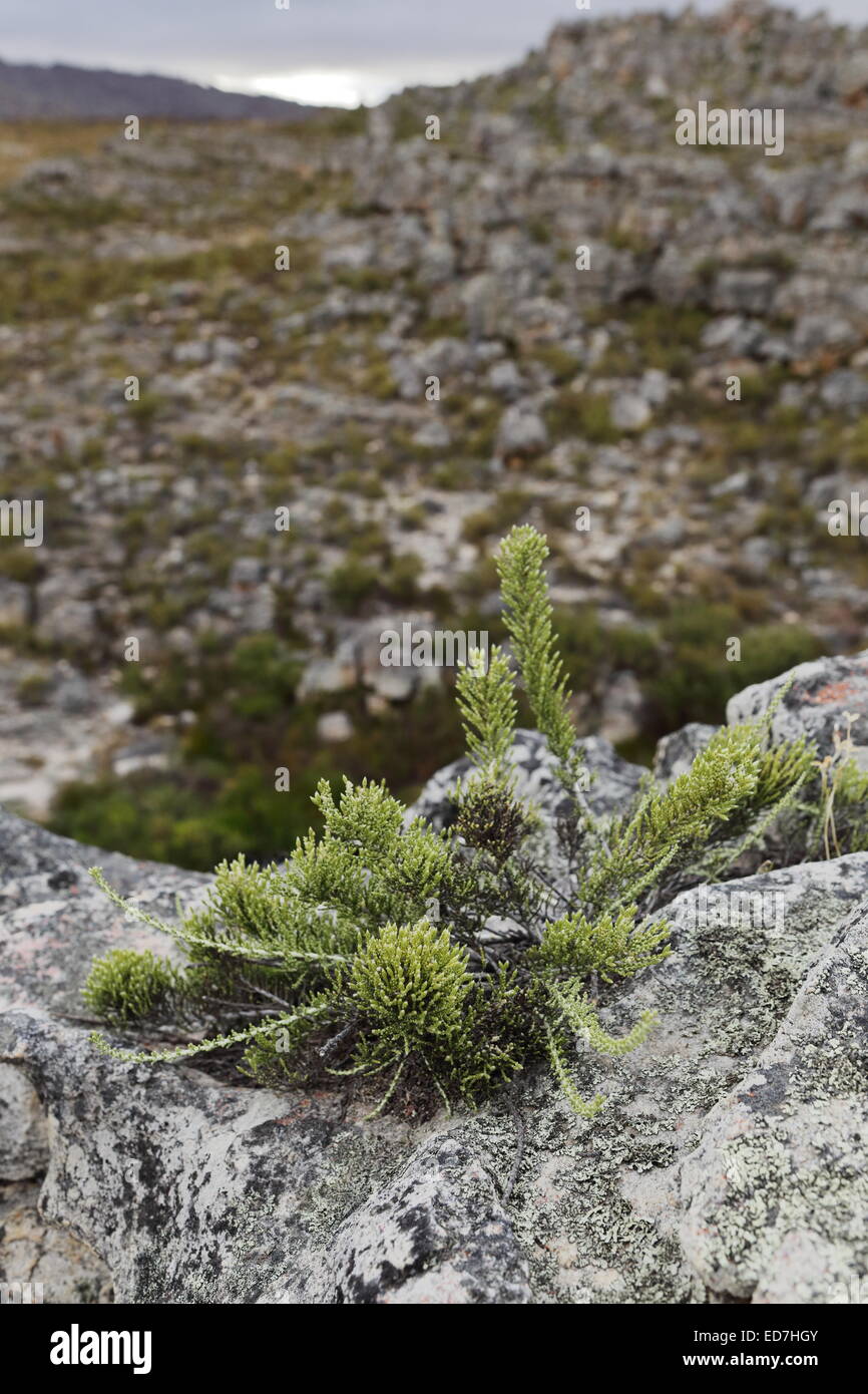 Fynbos growing on a rock cliff viewed from a hiking trail on the Matroosberg mountains, Ceres Stock Photo