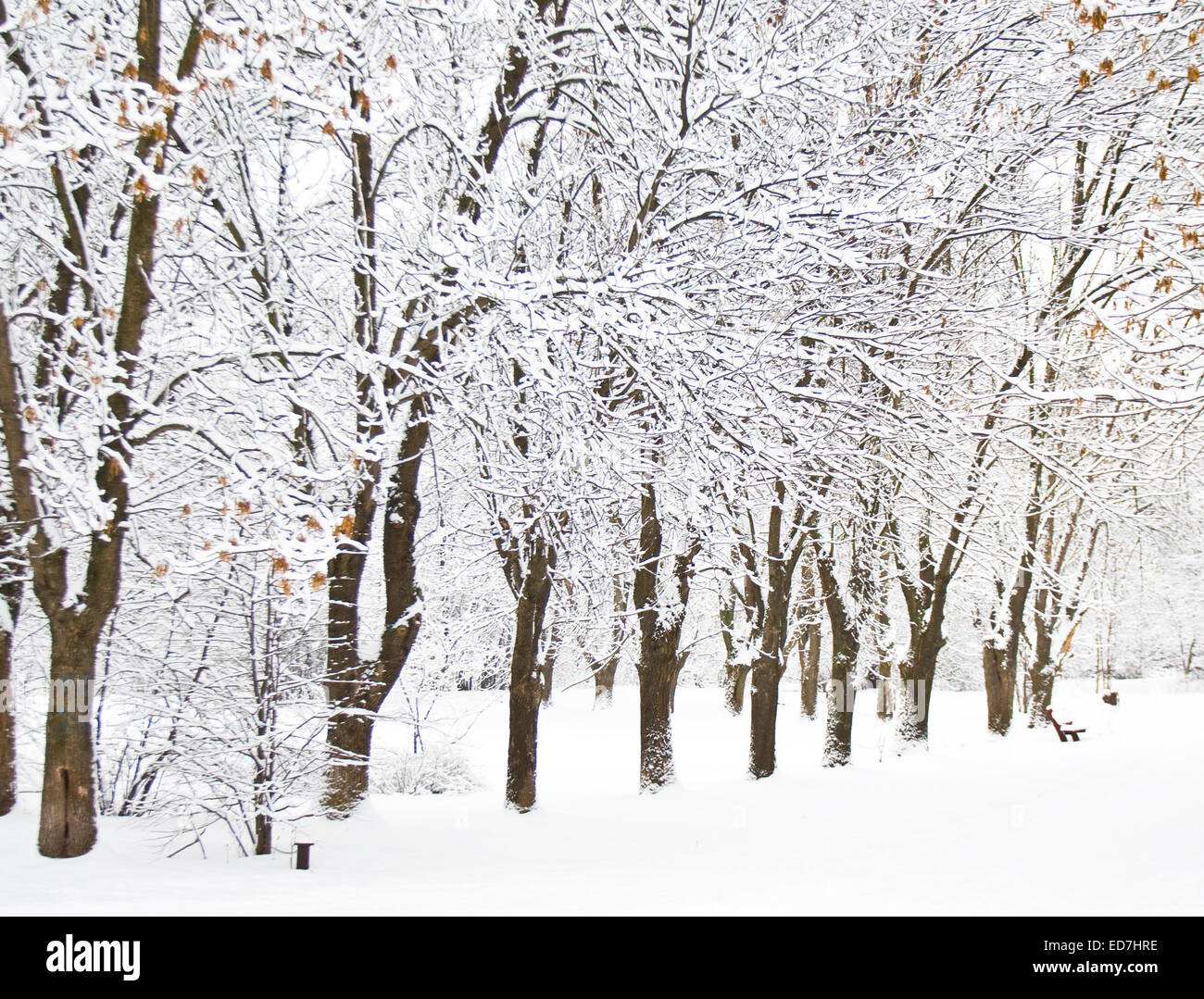 Winter landscape - avenue of trees in park with branches in snow Stock ...