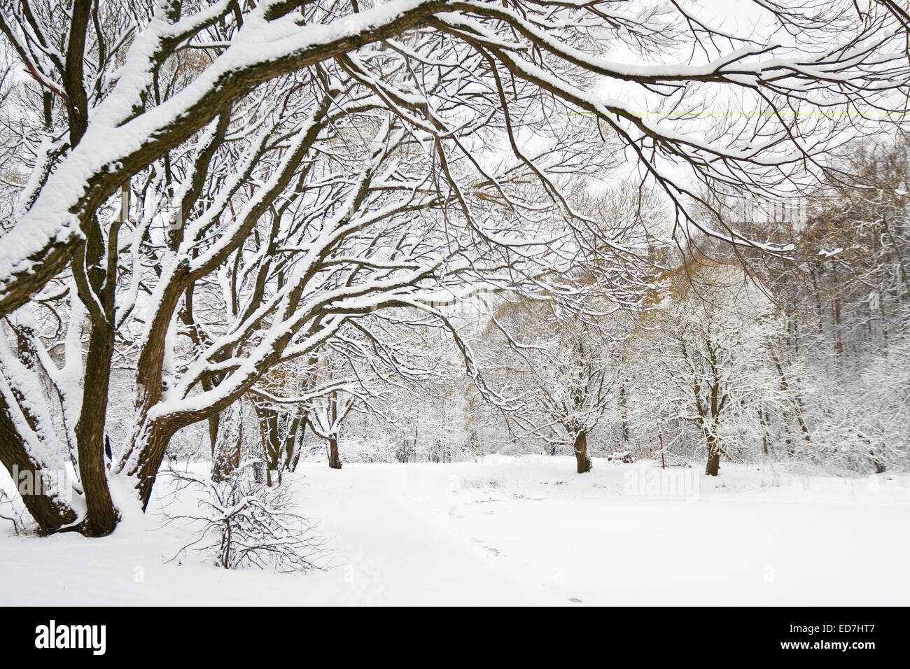 Winter Tree with Snowy Branches  Winter trees, Picture tree, Snowy trees