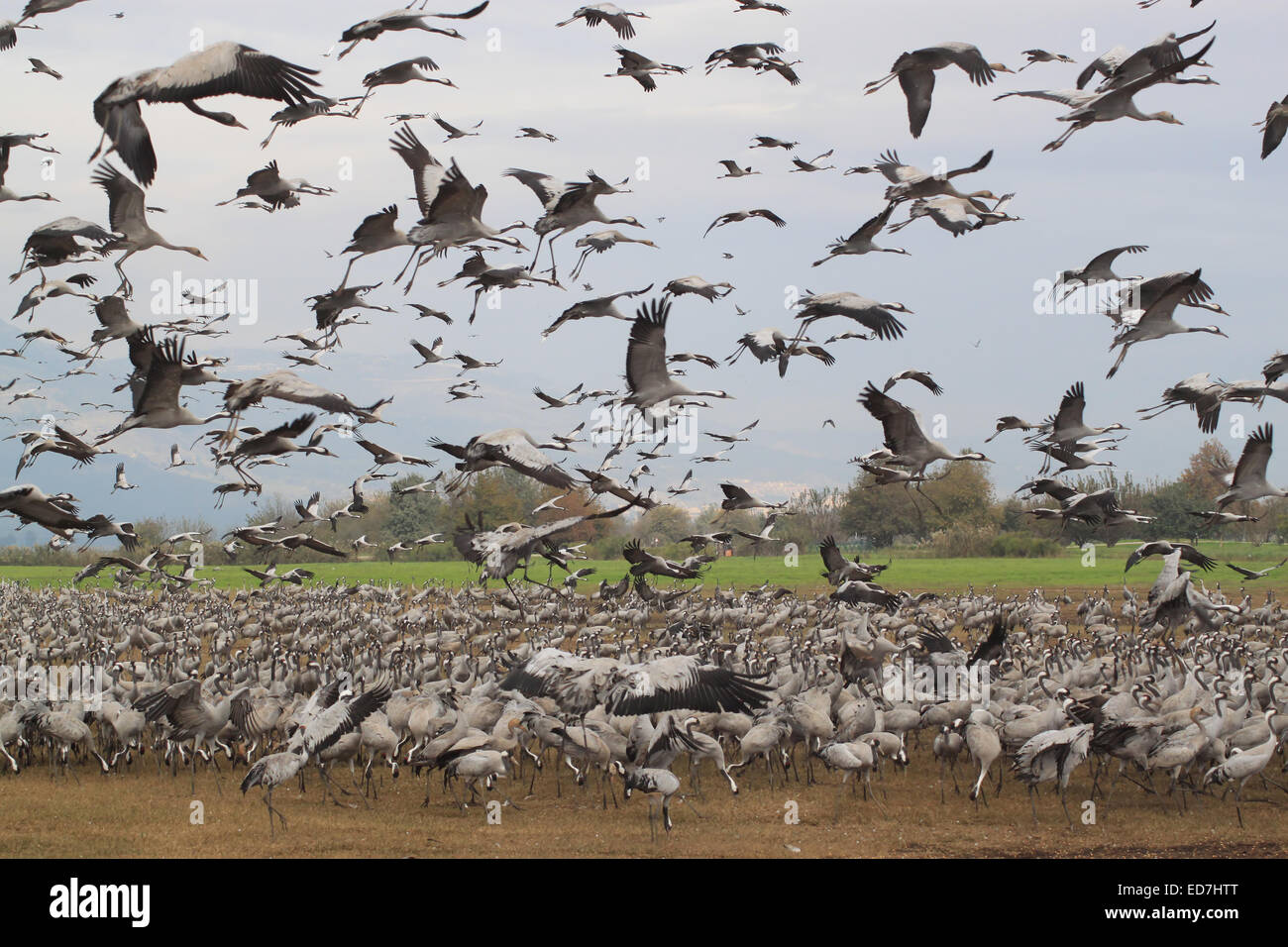 A flock of many hundreds of stork birds. Some of the birds are feeding on the ground, some are flying in the air. Conveys a feel Stock Photo