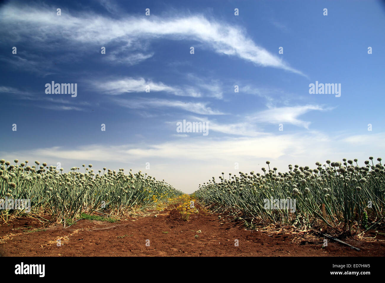 An agricultural field of onions. The onion plants are blossoming with distinct round flowers. A path goes through the field. Stock Photo