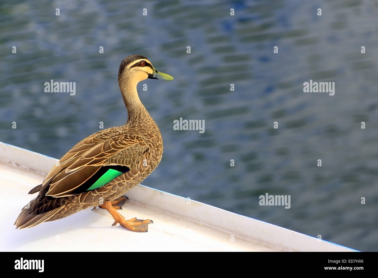 A wild duck (mallard) is standing on a white platform (part of a boat) and looking out into the water below. Stock Photo