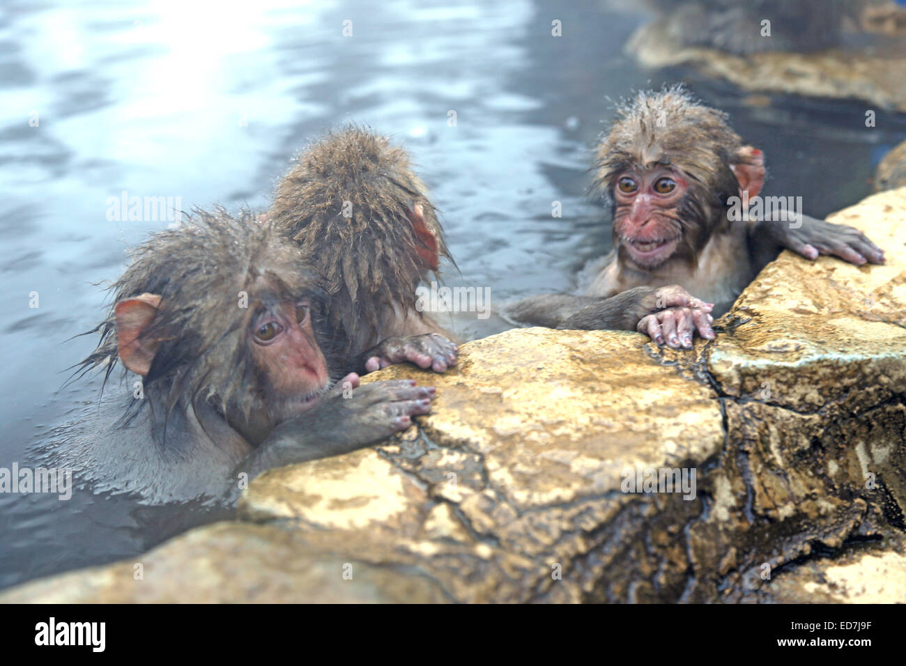 This image of Japanese Macaque relaxing in an onsen was captured in Nagano, Japan during the winter of 2014. Stock Photo