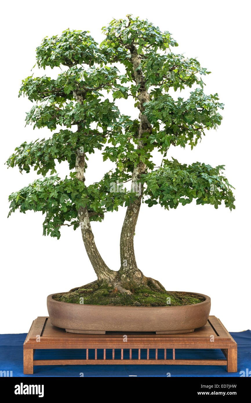 Montpellier maple (Acer monspessulanum) as bonsai tree Stock Photo - Alamy