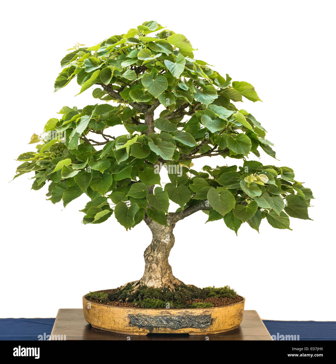 Small leaved linden (Tilia cordata) als bonsai tree Stock Photo - Alamy
