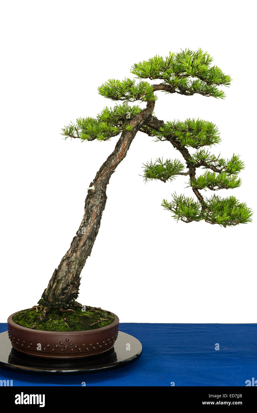 Scots pine (Pinus sylvestris) as bonsai tree Stock Photo