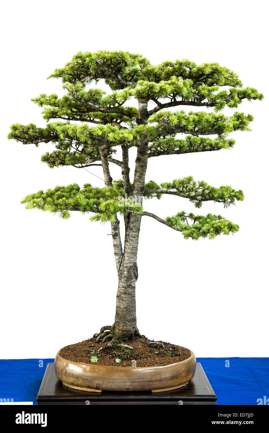 Libanon cedar (Cedrus libanii) as bonsai tree Stock Photo