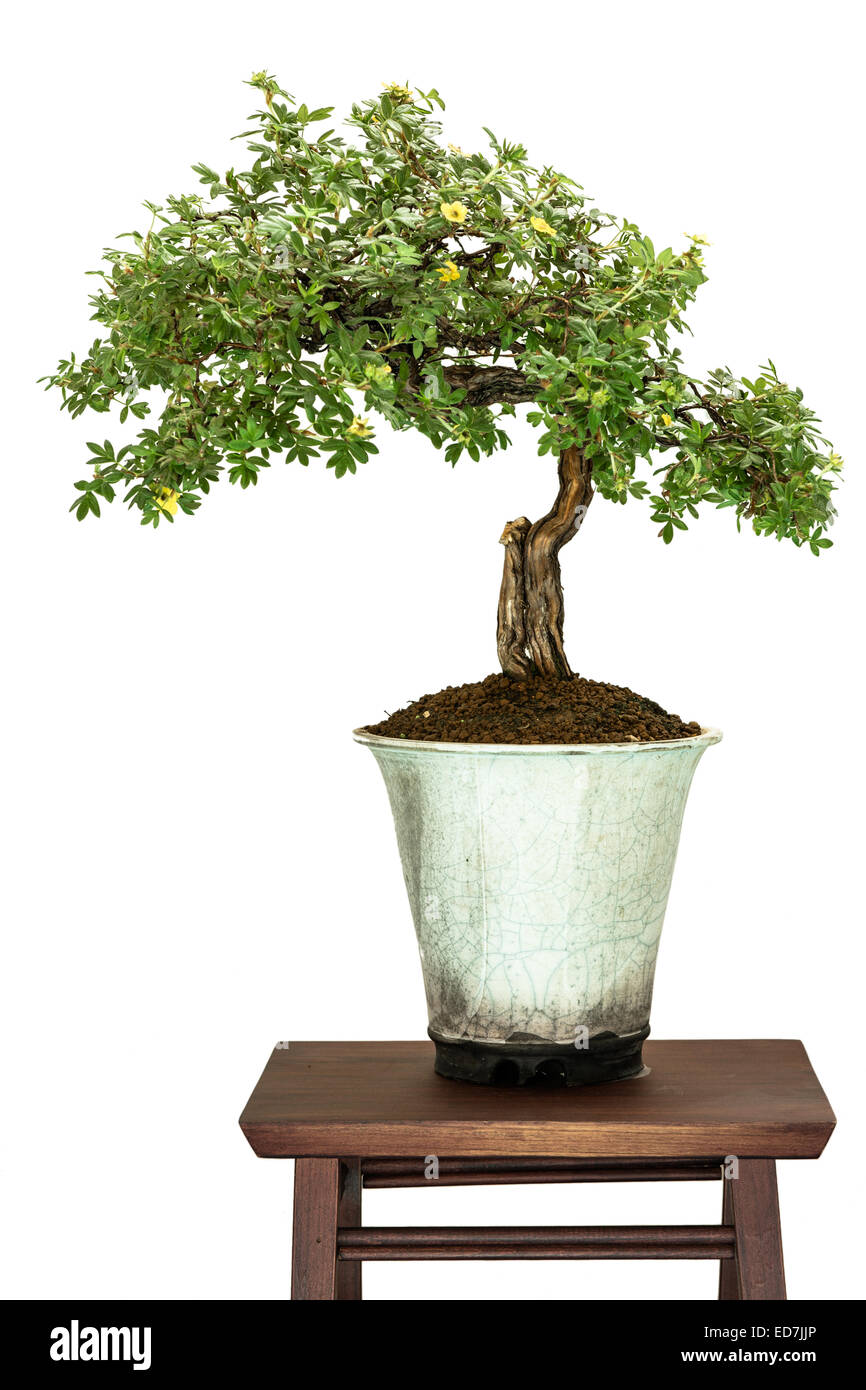 Flowering shrubby cinquefoil (Potentilla fruticosa) as bonsai tree Stock Photo