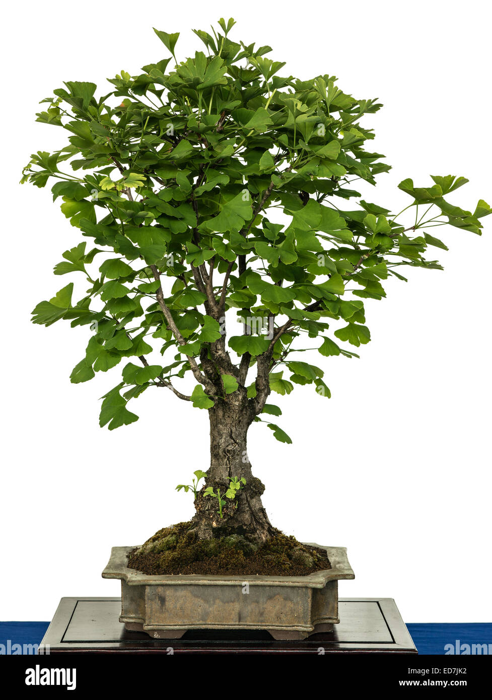 Ginkgo (Ginkgo biloba) as bonsai tree Stock Photo Alamy