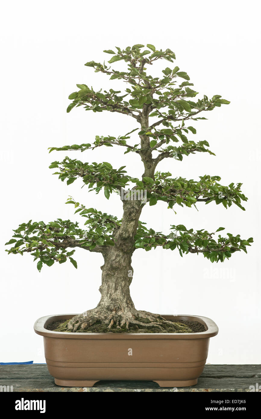 Turkzaninov's Hornbeam (Carpinus turczaninowii) as bonsai tree Stock Photo  - Alamy