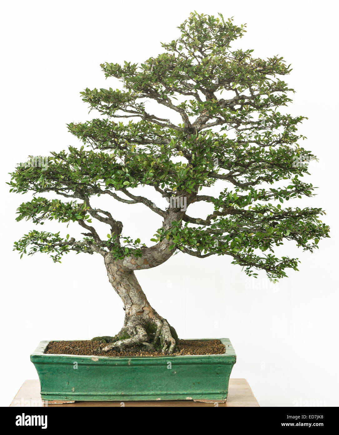 Chinese elm (Ulmus parvifolia) as bonsai tree Stock Photo