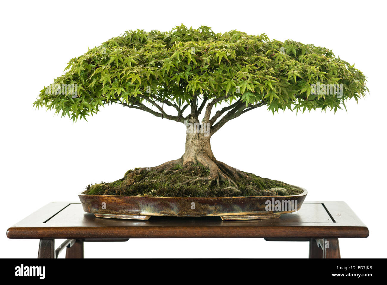 Japanese Maple Acer Palmatum Kiyohime As Bonsai Tree Stock Photo Alamy
