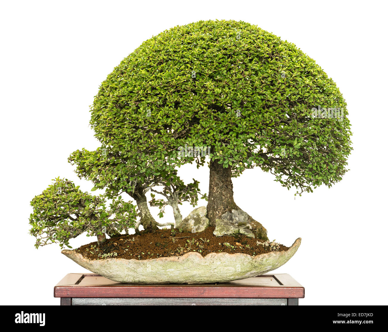 Bonsai forest with chinese elm (Ulmus parvifolia) trees Stock Photo